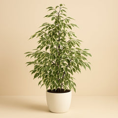Ficus Benjamina Golden King - 100cm