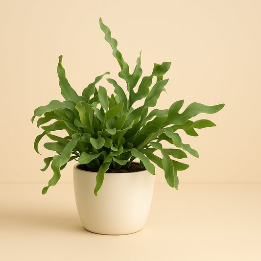 Phlebodium Blue Star - 32cm