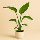 Strelitzia Nicolai - 90cm in einem modernen Studio mit modernem Topf