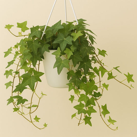 Hedera Helix - Ø17cm