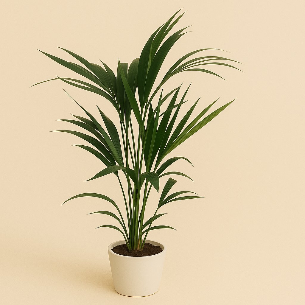 Howea Forsteriana (Kentia) - 100cm