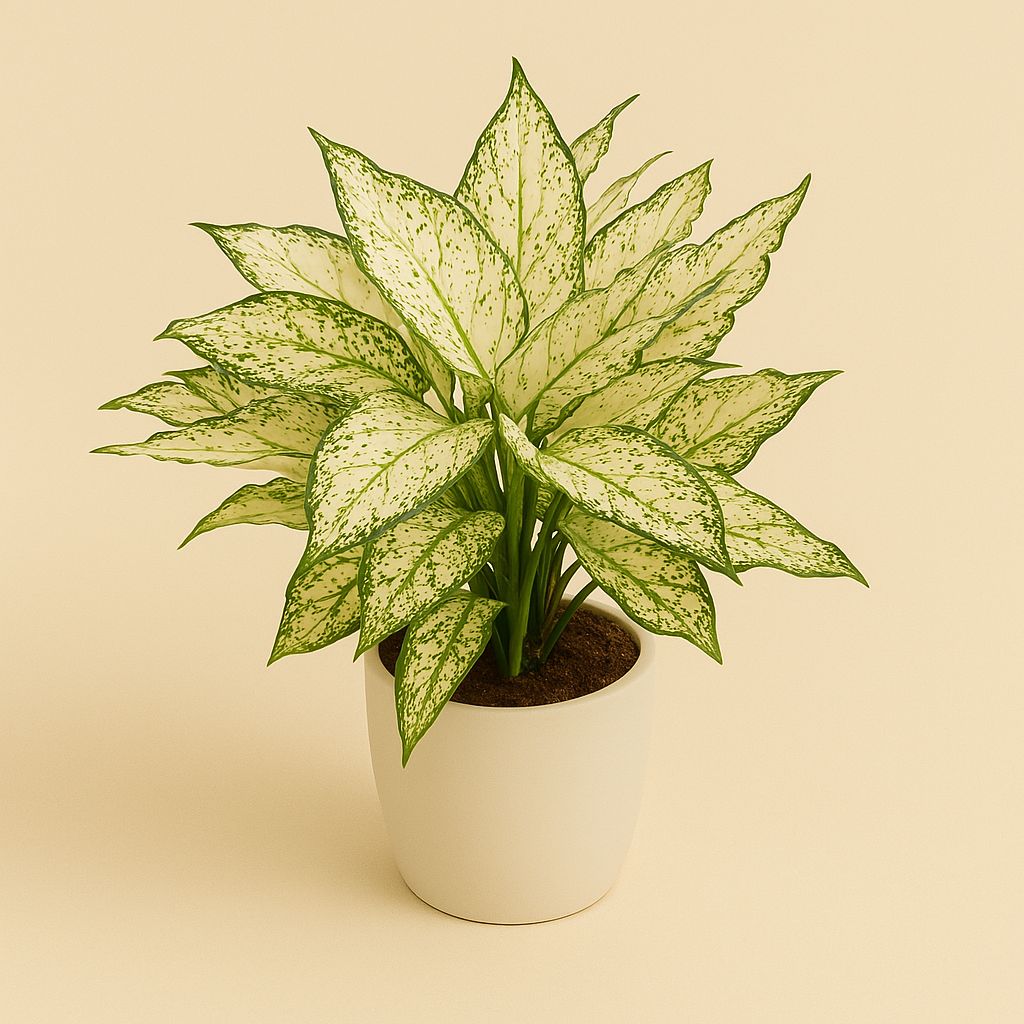 Aglaonema White Kiwi - 40cm