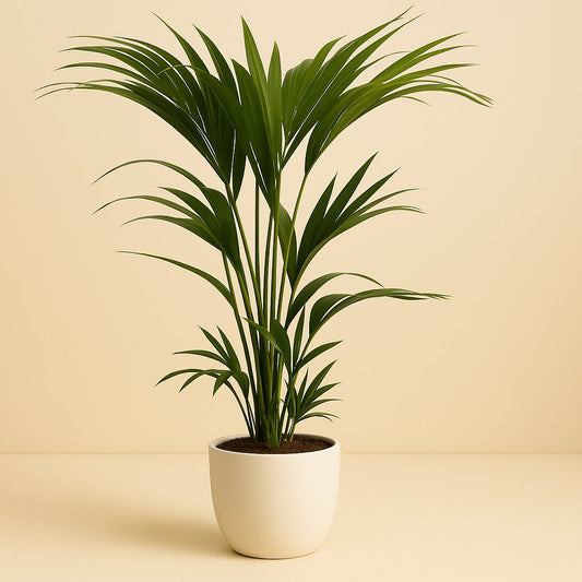 Howea Forsteriana (Kentia) - 120cm