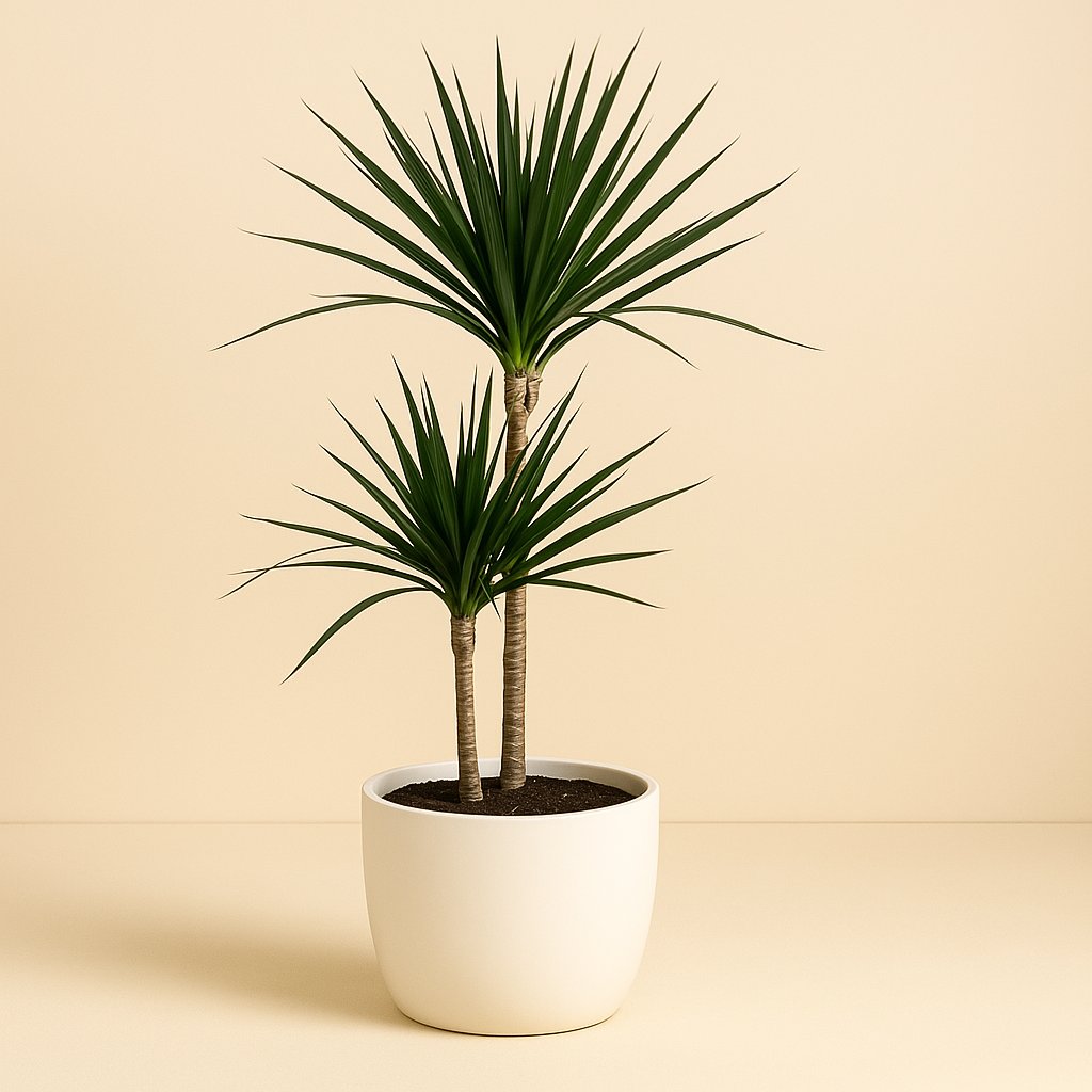 Dracaena Marginata - 110cm