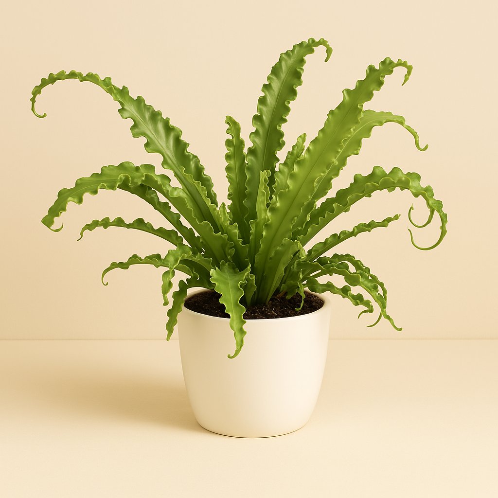 Asplenium Antiquum Osaka - 45cm im Ø17cm Topf in einem modernen Studio