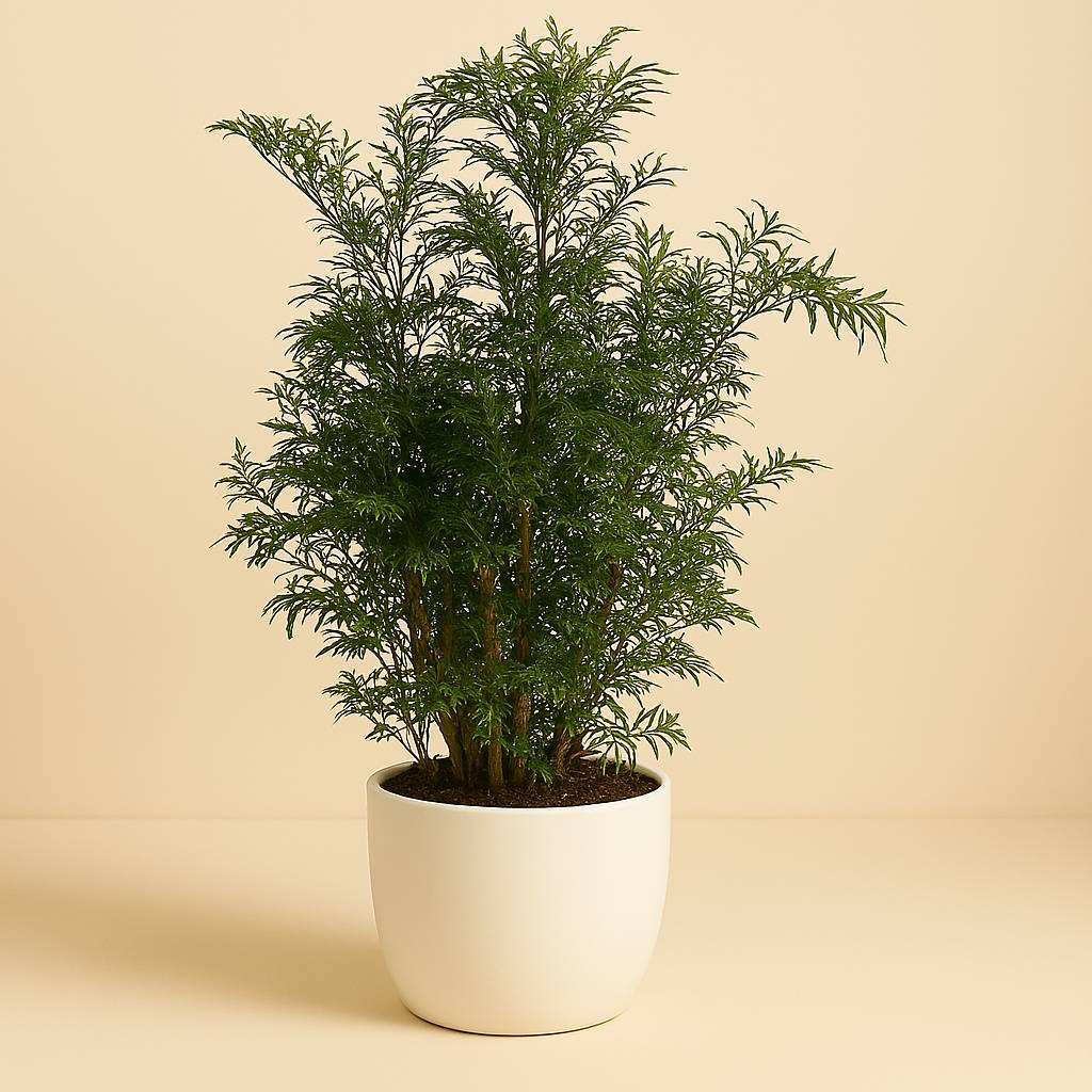 Polyscias Hawaiian - 60cm