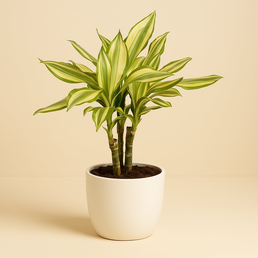 Dracaena Diamonddream - 40cm
