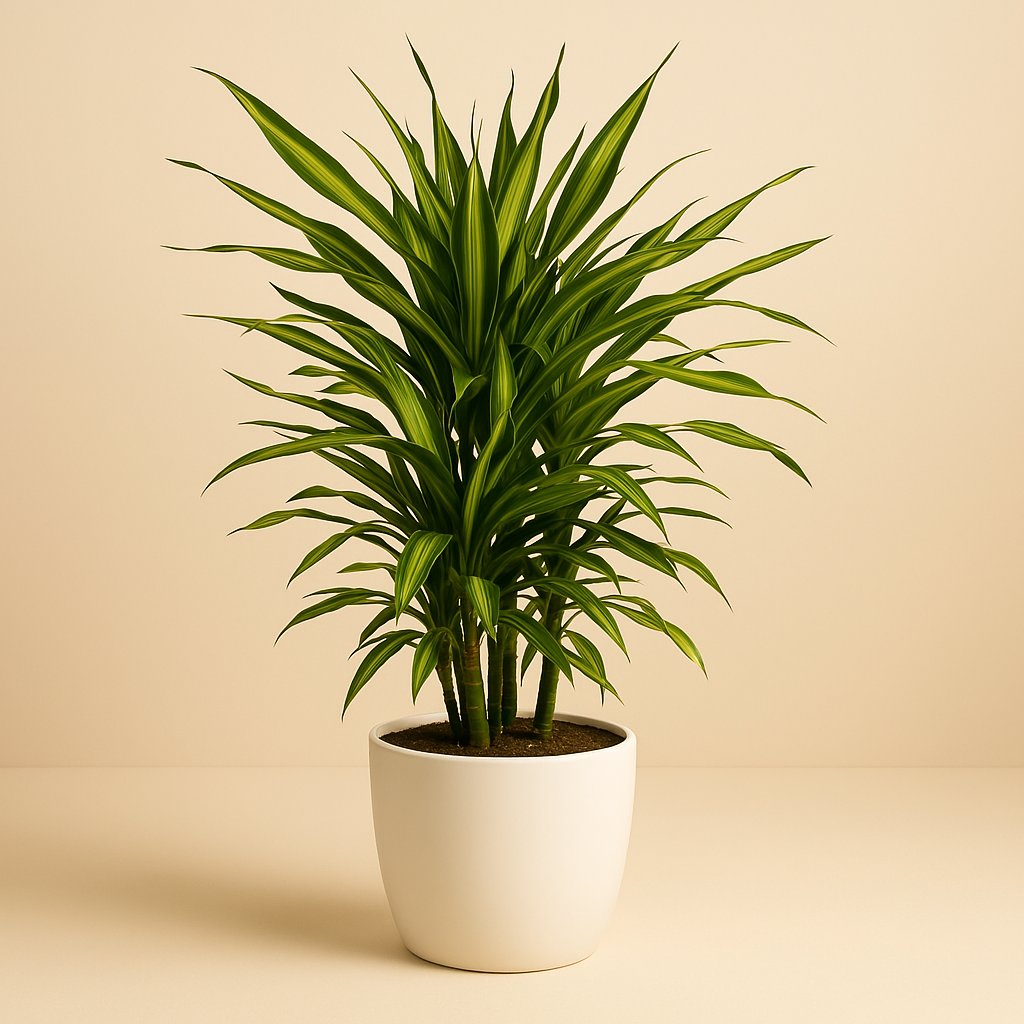 Dracaena Fragrans Riki - 90cm