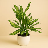 Aglaonema Maria 55cm im 17cm Topf