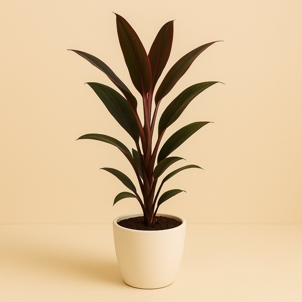 Cordyline Rumba - 40cm