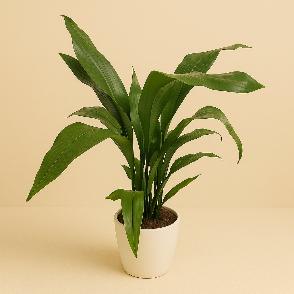 Aspidistra Elatior - 80cm