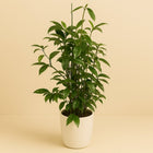 Dracaena Surculosa 110cm im 27cm Topf