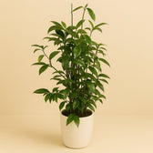 Dracaena Surculosa 110cm im 27cm Topf
