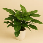 Philodendron Imperial Green 90cm im 34cm Topf