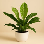 Anthurium Botanical - 90cm in einem modernen Studio mit modernem Topf
