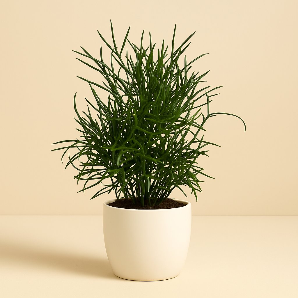 Asparagus Falcatus - 30cm