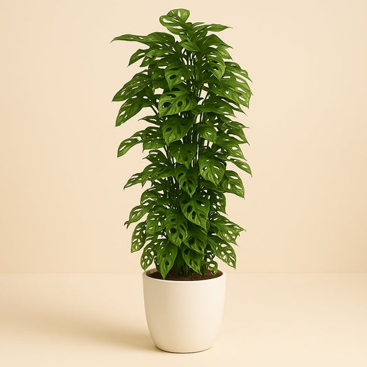 Monstera Monkey Leaf - 120cm