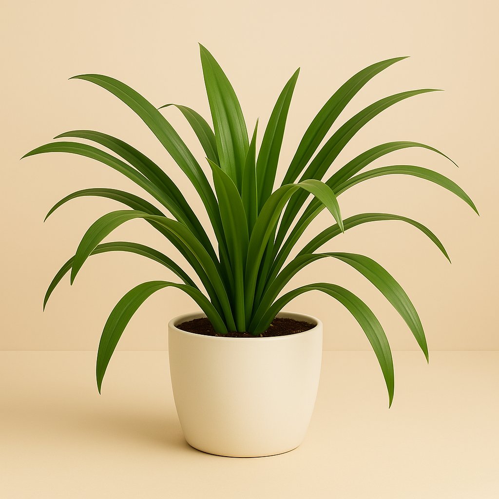 Hymenocallis Speciosa - 80cm