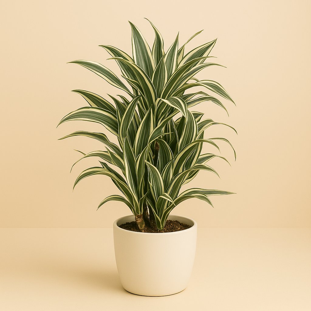 Dracaena White Stripe - 100cm