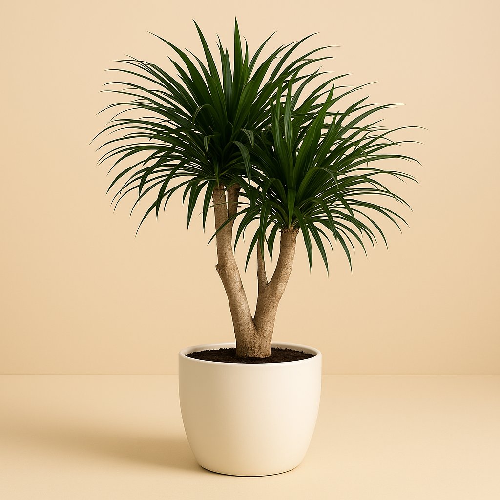 Dracaena Refl. Anita - 90cm