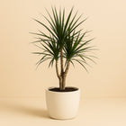 Dracaena Marginata 130cm im 27cm Topf