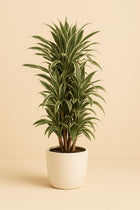 Dracaena Fragrans Warneckei - 110cm in einem modernen Studio mit modernem Topf