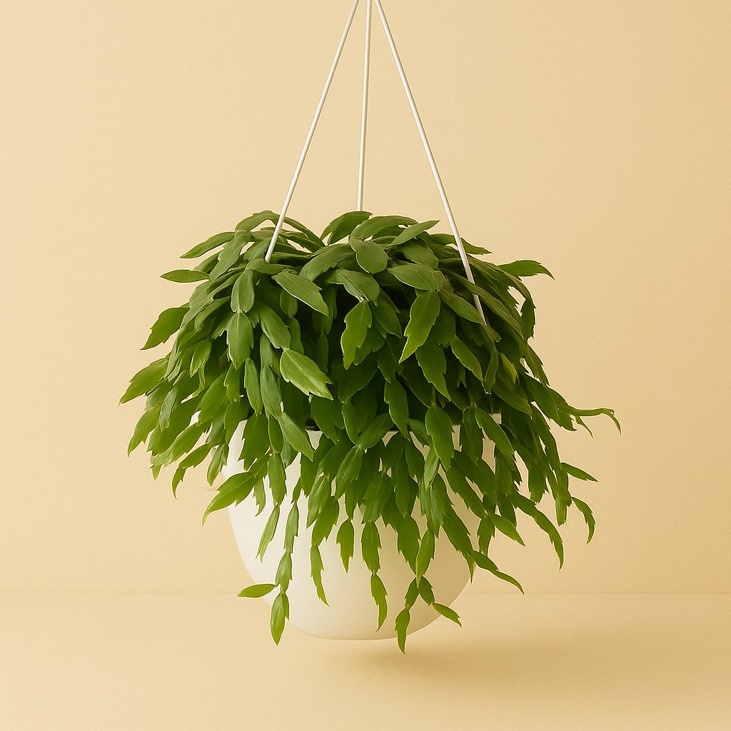 Rhipsalis Crispata - 50cm