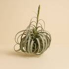 Tillandsia Xerographica - 50cm in einem modernen Studio mit modernem Topf