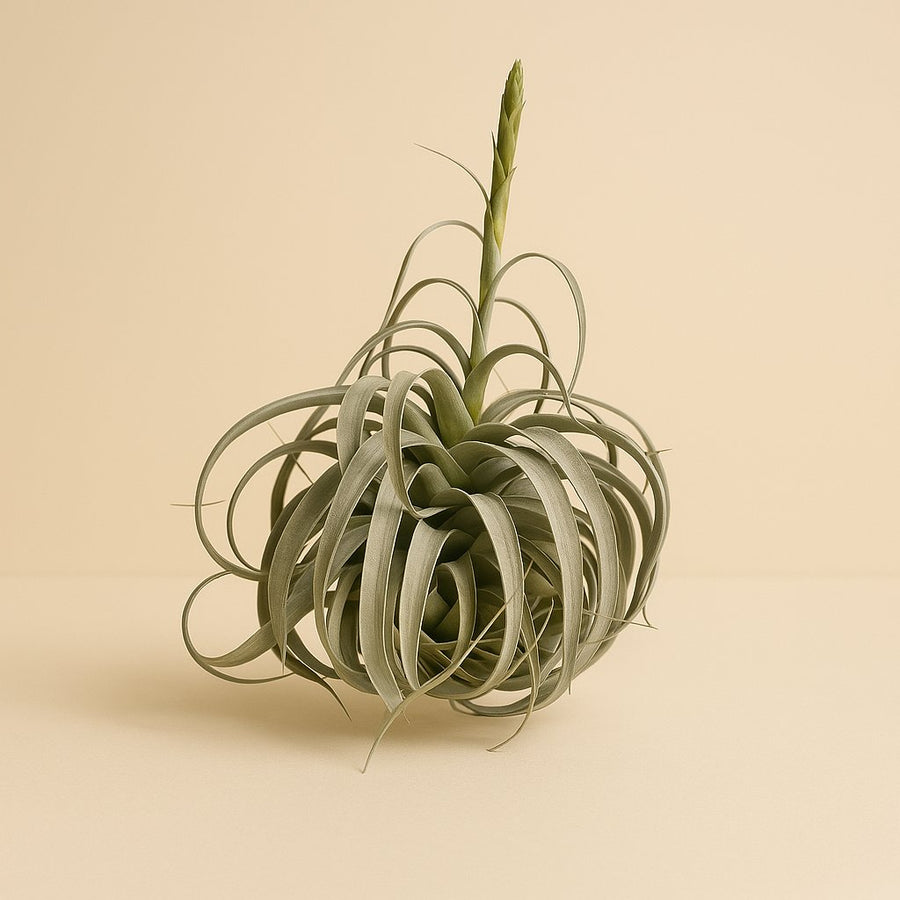 Tillandsia Xerographica - 50cm in einem modernen Studio mit modernem Topf