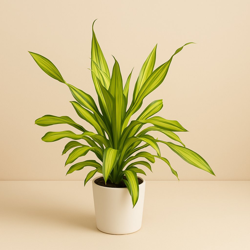 Dracaena Charley - 90cm