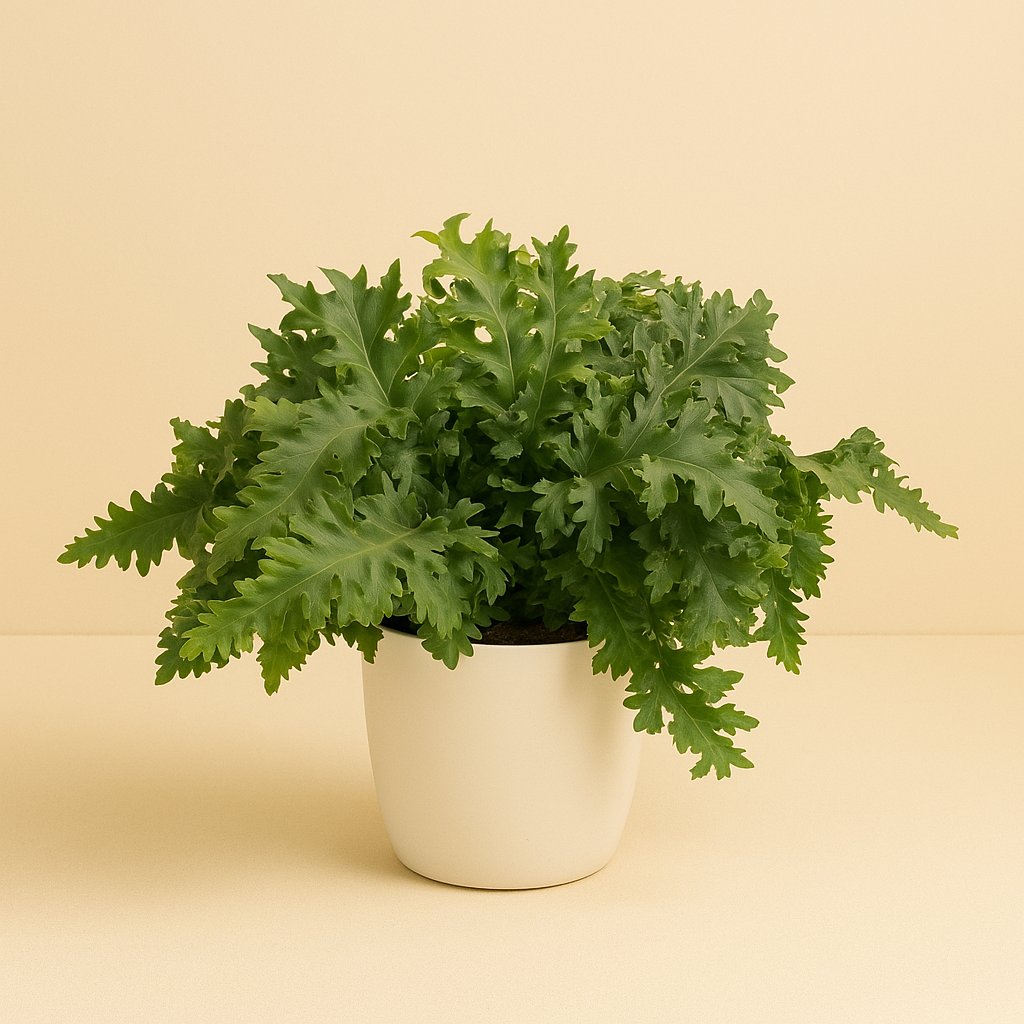Phlebodium Davana - 40cm