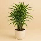 Dracaena Lemon Lime 100cm im 24cm Topf