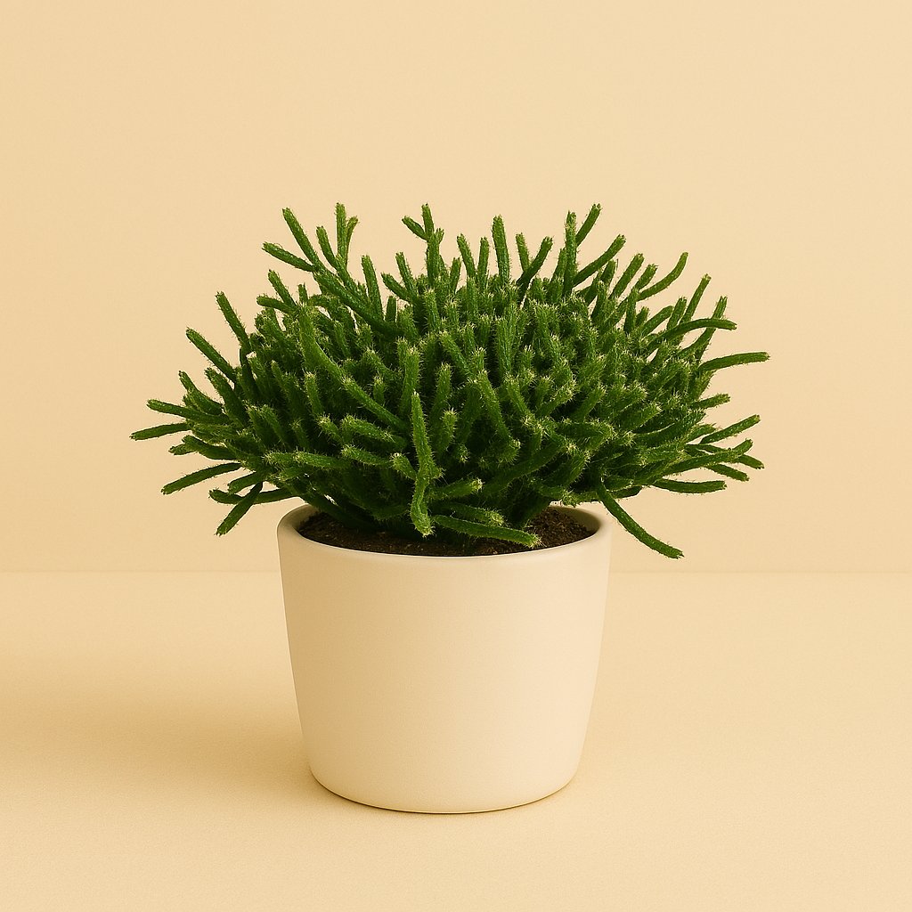 Rhipsalis Burchellii - 15cm