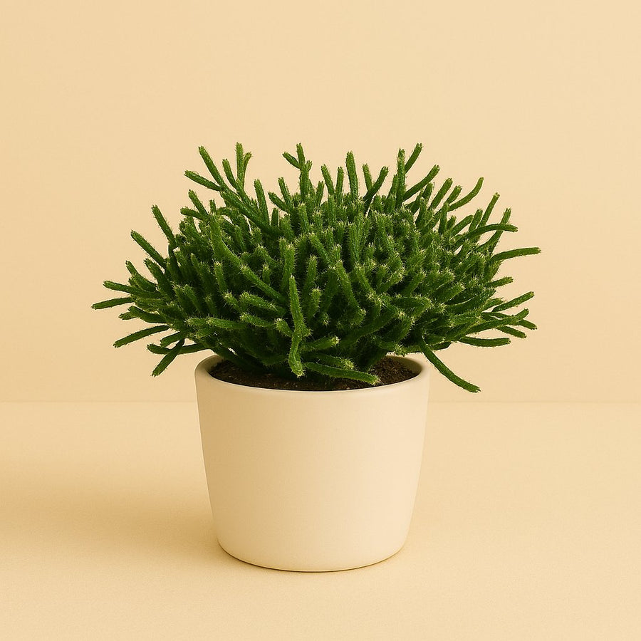 Rhipsalis Burchellii - 15cm in einem modernen Studio mit modernem Topf