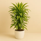 Dracaena Lemon Lime 110cm im 27cm Topf