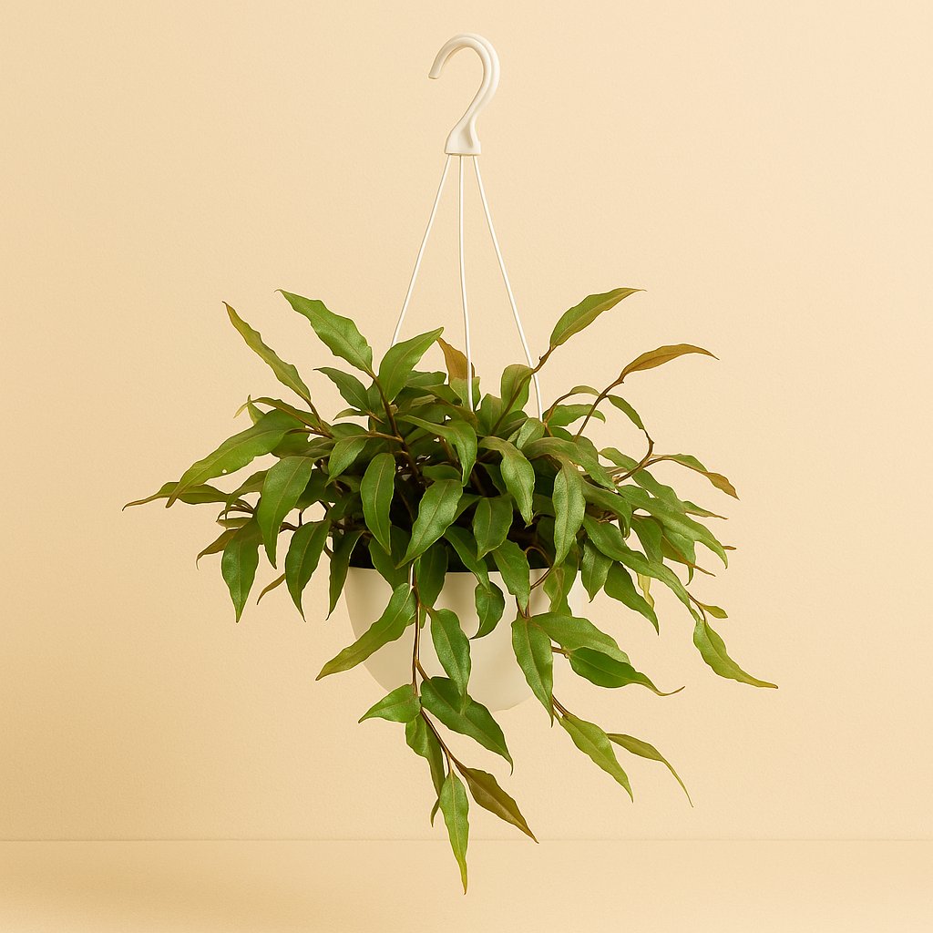 Rhipsalis Elliptica - 35cm