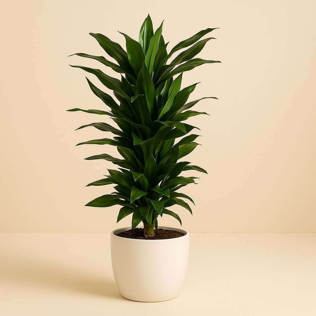 Dracaena Janet Lind - 110cm