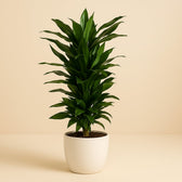 Dracaena Janet Lind 110cm im Ø27cm Topf