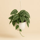 Scindapsus Pictus Trebie - 35cm in einem modernen Studio mit modernem Topf