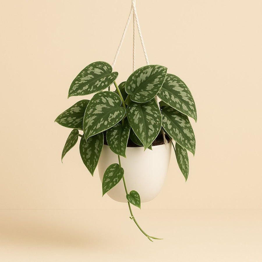 Scindapsus Pictus Trebie - 35cm in einem modernen Studio mit modernem Topf