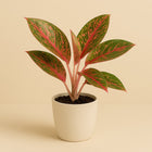 Aglaonema Dark Star - 35cm in einem modernen Studio mit modernem Topf
