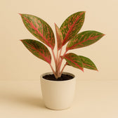 Aglaonema Dark Star - 35cm in einem modernen Studio mit modernem Topf