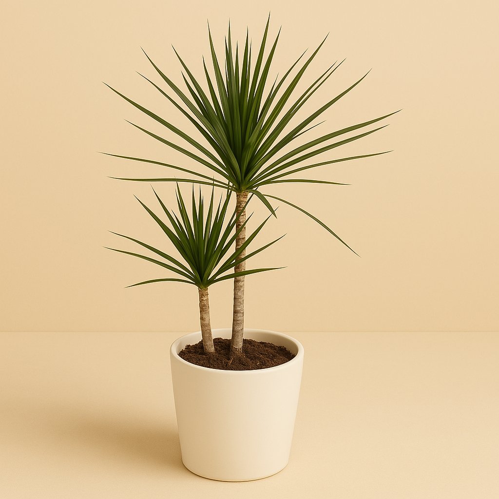 Dracaena Marginata - 80cm