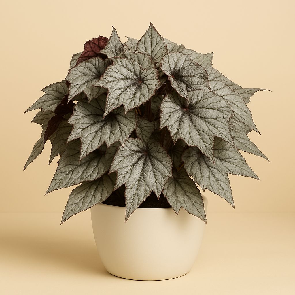 Begonia Evening Glow - 32cm