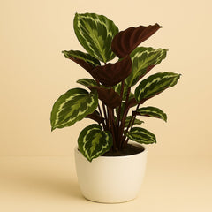 Calathea Medaillon - 75cm