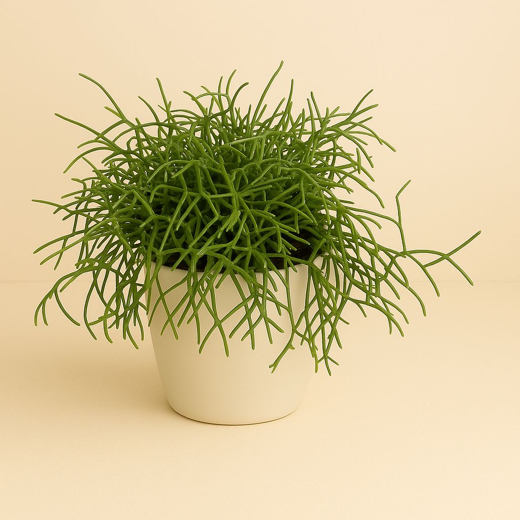 Rhipsalis Cassutha - 15cm