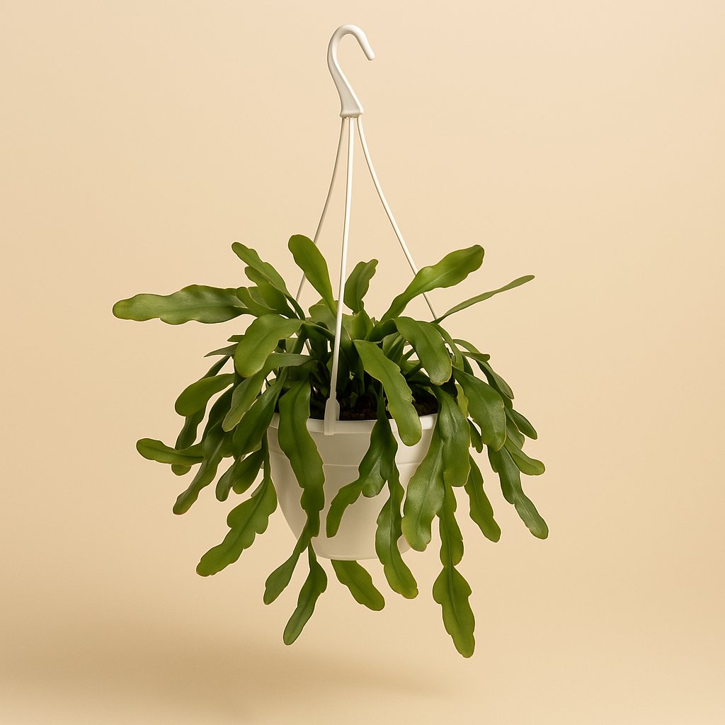 Lepismium Houlletianum Forma Regnellii - 70cm