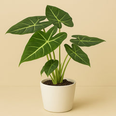 Alocasia Frydek