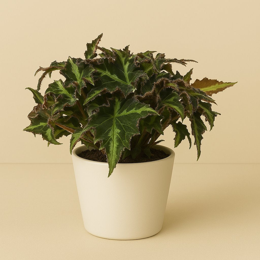 Begonia Rex Breakdance - 25cm