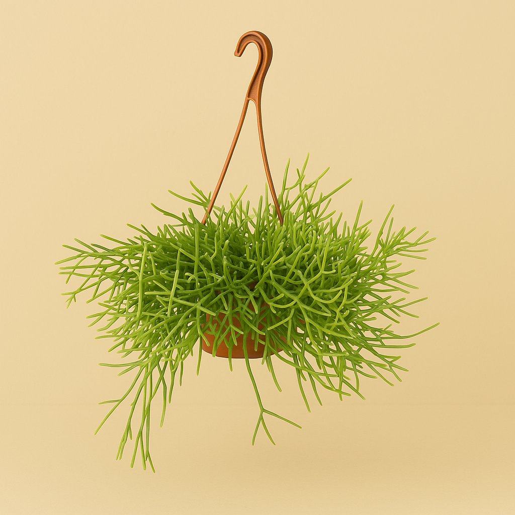 Rhipsalis Heteroclada - 35cm